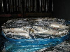 韓國鮐魚簡(jiǎn)加工水產(chǎn)品 便捷與美味的融合